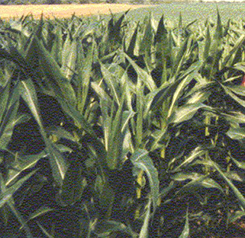 Crops